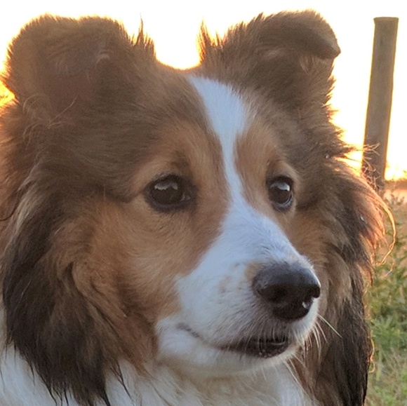 Meet your Posher, Julie-ann - Picture 1 of 1